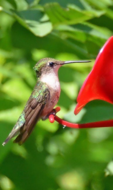 Hummingbird-at-Feeder