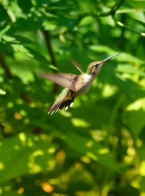 Hummingbird-in-flight-3