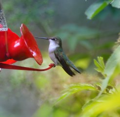 Hummingbird-on-Feeder