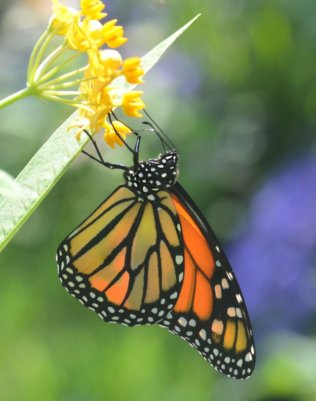 monarch-on-butterfly-weed