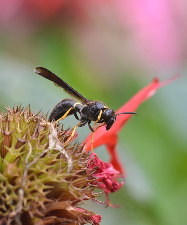 Wasp on Monarda