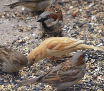 Golden-Sparrow-House-sparrows