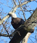 Eagle-in-Tree-2