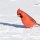 Why Do We Have So Many Northern Cardinals This Winter?
