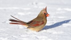 Cardinal-Kicking-Snow