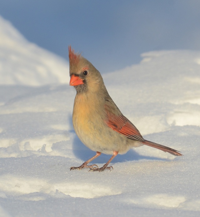 Female-Cardinal