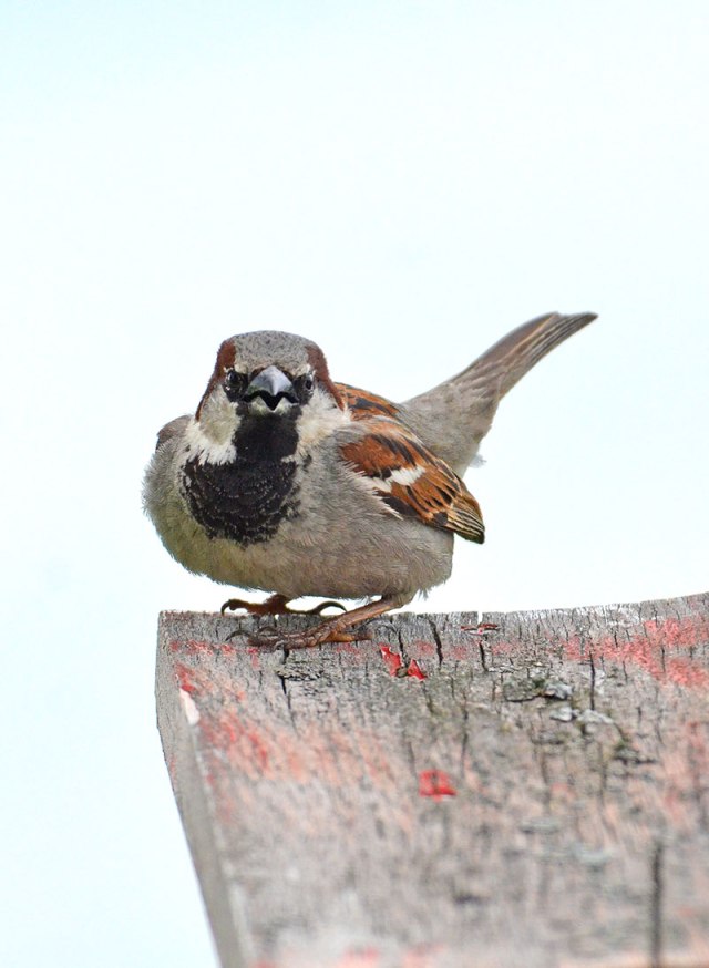 Sparrow-on-Post