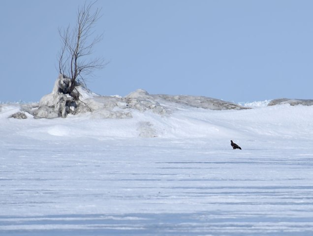 Sitting-Eagle-on-Ice