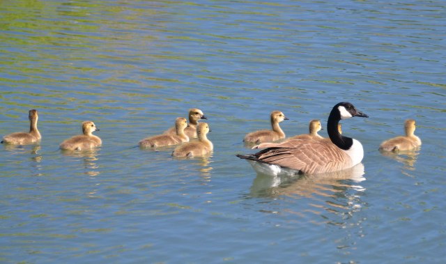9-Canada-Goose-babies