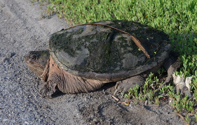 Snapping-turtle-NY