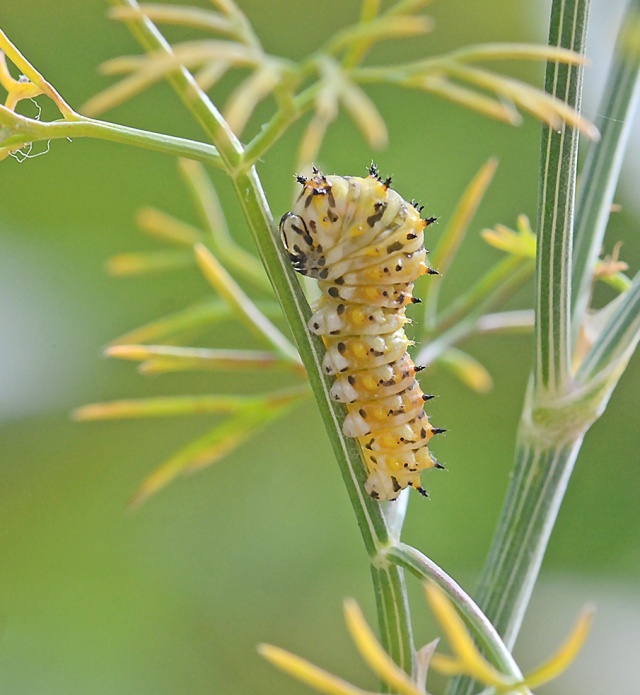 Black-Swallowtail-Caterpillar