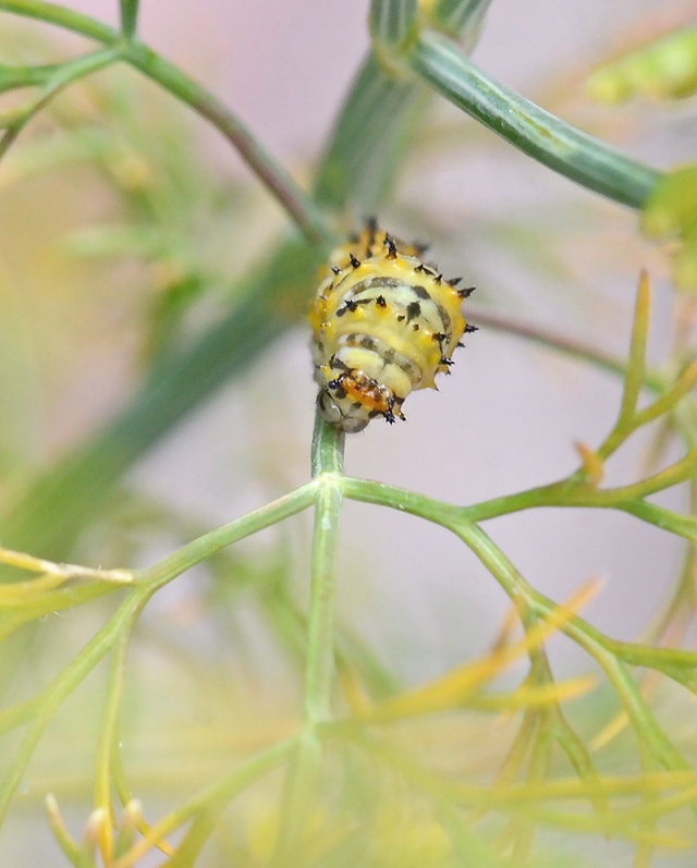 Caterpillar-Black-Swallowtail