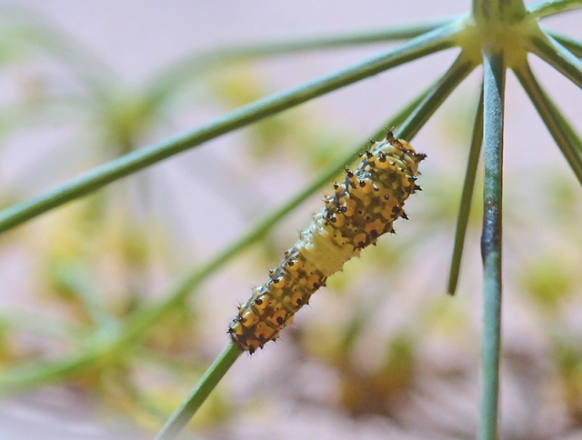 caterpillar-swallowtail