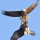 Conowingo Dam Fighting Eagles with Tamron 150-600mm Lens