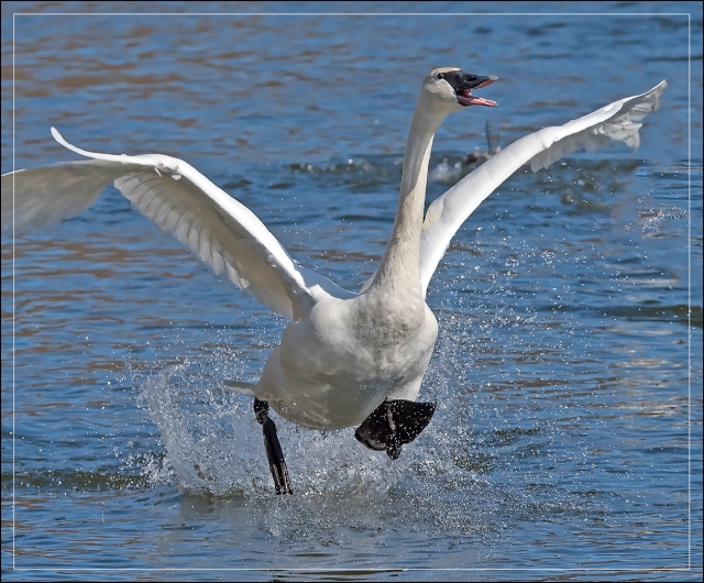 dancing-swan